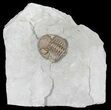Long, Folded Eldredgeops Trilobite - Ohio #50899-1